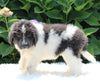 AKC Registered Newfoundland For Sale Millersburg OH Female-Reagan