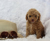 Mini Poodle For Sale AppleCreek OH Female-Cuddles
