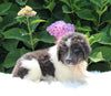 AKC Registered Newfoundland For Sale Millersburg OH Female-Reagan