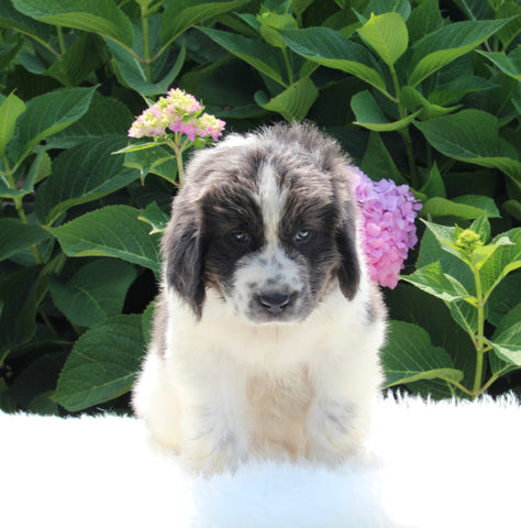 AKC Registered Newfoundland For Sale Millersburg OH Female-Reba