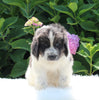 AKC Registered Newfoundland For Sale Millersburg OH Female-Reba