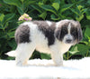 AKC Registered Newfoundland For Sale Millersburg OH Female-Reba