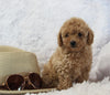 Mini Poodle For Sale AppleCreek OH Female-Cutie