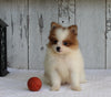 ACA Registered Pomeranian For Sale Millersburg OH Female-Tilly