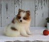 ACA Registered Pomeranian For Sale Millersburg OH Female-Tilly