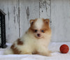 ACA Registered Pomeranian For Sale Millersburg OH Male-Winston