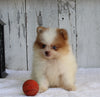 ACA Registered Pomeranian For Sale Millersburg OH Male-Winston