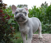 AKC Registered French Bulldog For Sale Wooster OH Male-Willie
