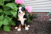 AKC Bernese Mountain Dog For Sale Wooster OH Female-Florance