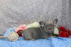 AKC Registered French Bulldog For Sale Wooster OH Male-Ceaser