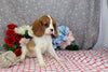 AKC Registered Cavalier KCS For Sale Wooster OH Female-Eryn