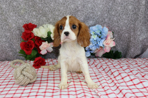 AKC Registered Cavalier KCS For Sale Wooster OH Female-Eryn