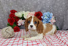 AKC Registered Cavalier KCS For Sale Wooster OH Female-Eryn