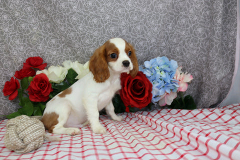 AKC Registered Cavalier KCS For Sale Wooster OH Male-Edison