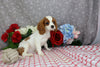AKC Registered Cavalier KCS For Sale Wooster OH Male-Edison