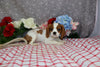 AKC Registered Cavalier KCS For Sale Wooster OH Male-Edison