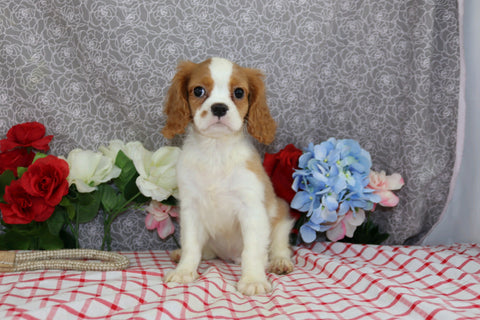 AKC Registered Cavalier KCS For Sale Wooster OH Male-Eryk