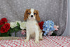 AKC Registered Cavalier KCS For Sale Wooster OH Male-Eryk