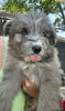 Doodle Mix For Sale Louisville OH Male-Jensen