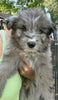 Doodle Mix For Sale Louisville OH Male-Jensen