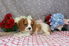 AKC Registered Cavalier KCS For Sale Wooster OH Male-Eryk