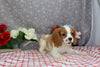 AKC Registered Cavalier KCS For Sale Wooster OH Male-Eryk