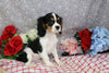 AKC Registered CAvalier KCS For Sale Wooster OH Male-Elmo