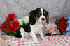 AKC Registered CAvalier KCS For Sale Wooster OH Male-Elmo