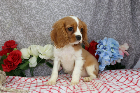 AKC Registered Cavalier KCS For Sale Wooster OH Female-Faye