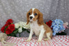 AKC Registered Cavalier KCS For Sale Wooster OH Female-Faye