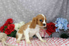 AKC Registered Cavalier KCS For Sale Wooster OH Female-Faye