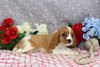 AKC Registered Cavalier KCS For Sale Wooster OH Female-Faye