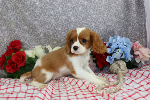 AKC Registered Cavalier KCS For Sale Wooster OH Male-Farley