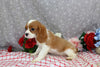 AKC Registered Cavalier KCS For Sale Wooster OH Male-Farley