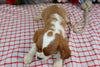 AKC Registered Cavalier KCS For Sale Wooster OH Male-Farley