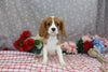 AKC Registered Cavalier KCS For Sale Wooster OH Male-Frank