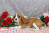 AKC Registered Cavalier KCS For Sale Wooster OH Male-Frank