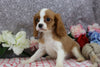 AKC Registered Cavalier KCS For Sale Wooster OH Male-Fyfe