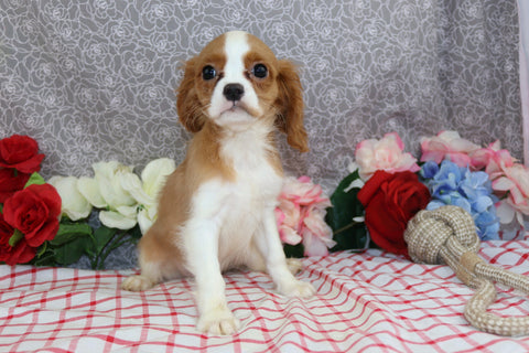 AKC Registered Cavalier KCS For Sale Wooster OH Male-Fyfe