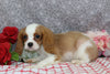 AKC Registered Cavalier KCS For Sale Wooster OH Male-Ford