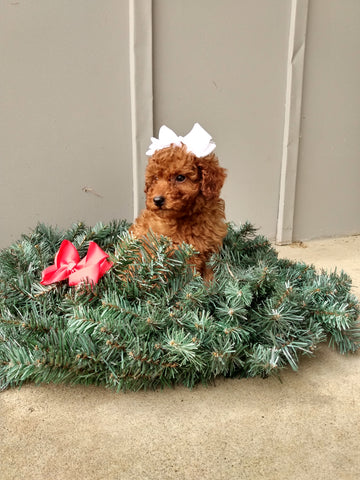 ICA Registered Mini Poodle For Sale Dundee OH Male-Tommy