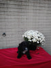 Mini Bernedoodle For Sale Sugarcreek OH Female-Ebony