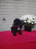 Mini Bernedoodle For Sale Sugarcreek OH Female-Ebony