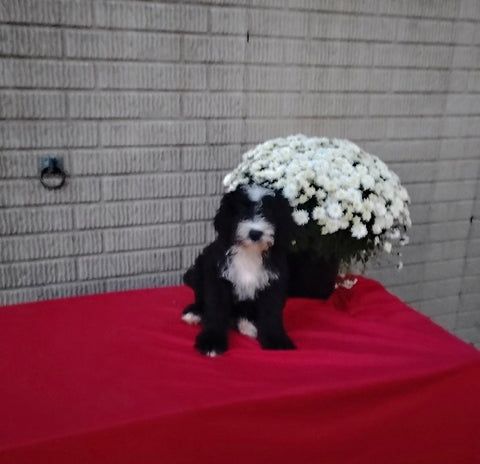 Mini Bernedoodle For Sale Sugarcreek OH Male-Blaze
