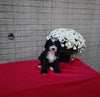 Mini Bernedoodle For Sale Sugarcreek OH Male-Blaze
