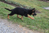 AKC Registered German Shepherd For Sale Millersburg OH Female-Muffin