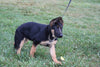 AKC Registered German Shepherd For Sale Millersburg OH Female-Muffin