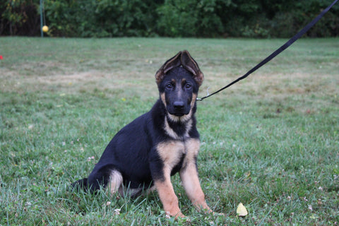 AKC Registered German Shepherd For Sale Millersburg OH Female-Muffin