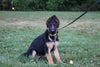 AKC Registered German Shepherd For Sale Millersburg OH Female-Muffin