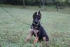AKC Registered German Shepherd For Sale Millersburg OH Female-Muffin